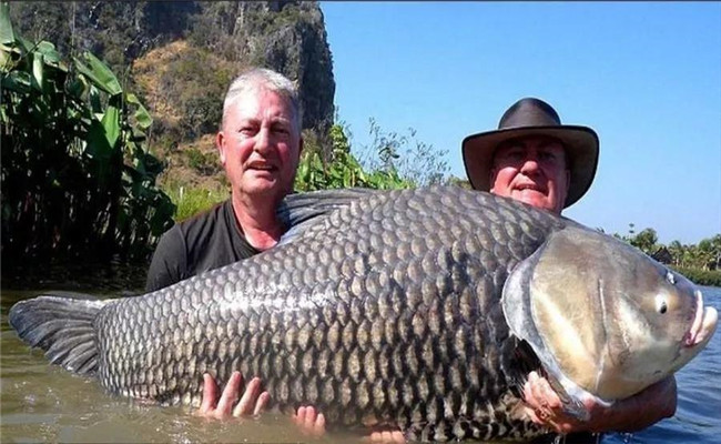 野生鯽魚最大長(zhǎng)多重