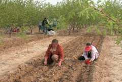 山藥種植前如何處理，種植山藥如何整地挖溝