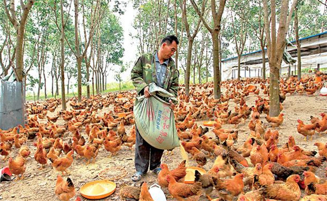 養(yǎng)雞用鹽的講究:飼料食鹽用量、食鹽中毒的防治