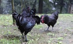 烏骨雞的常用礦物質(zhì)、維生素飼料簡介