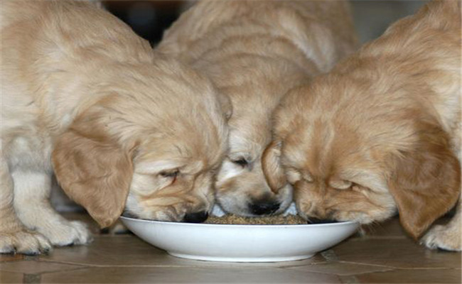 犬飼料調制的基本原則