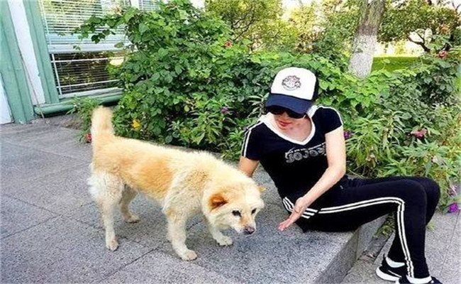 怎樣喂養(yǎng)妊娠犬、哺乳犬