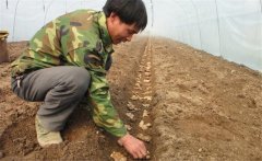 生姜的種植密度是多少？生姜浸種消毒新配方