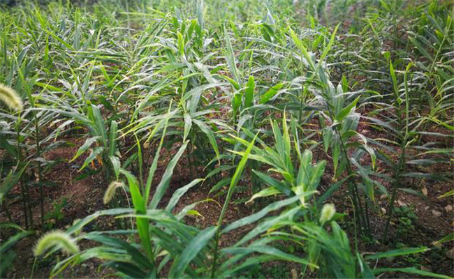 姜田除草劑施藥技術(shù)要點