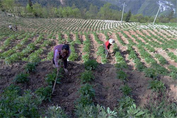 土豆起壟種植應(yīng)注意什么