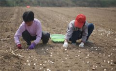 大蒜什么時(shí)間種植，如何掌握大蒜種植深度？