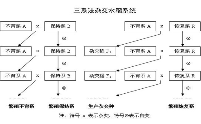 雜交水稻三系法的培育原理