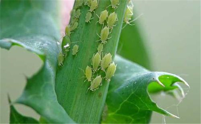 小春作物蚜蟲發(fā)生特點(diǎn)