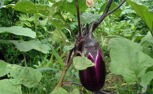 生地的茄子熟地的瓜