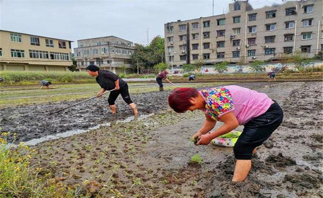 谷雨兩旁，西瓜下秧