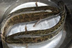 黑魚(yú)最大能長(zhǎng)多少斤，黑魚(yú)與鯰魚(yú)有什么區(qū)別