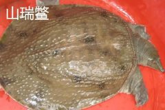 山瑞鱉是國家保護(hù)動(dòng)物嗎 山瑞和甲魚有什么區(qū)別