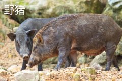 野豬一般幾點出來活動，野豬和疣豬哪個更厲害