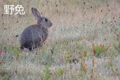 養(yǎng)野兔犯法嗎？養(yǎng)野兔子要注意什么？