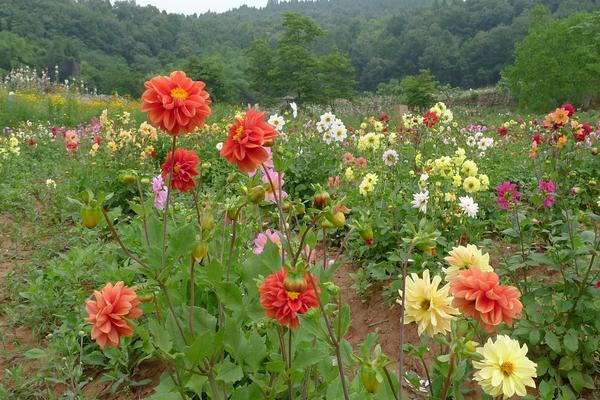 大麗花的露地栽植方法