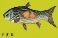 養(yǎng)殖魚類怎樣防治赤皮??？如何預防？