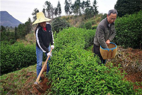 幼齡茶樹的除草、松土