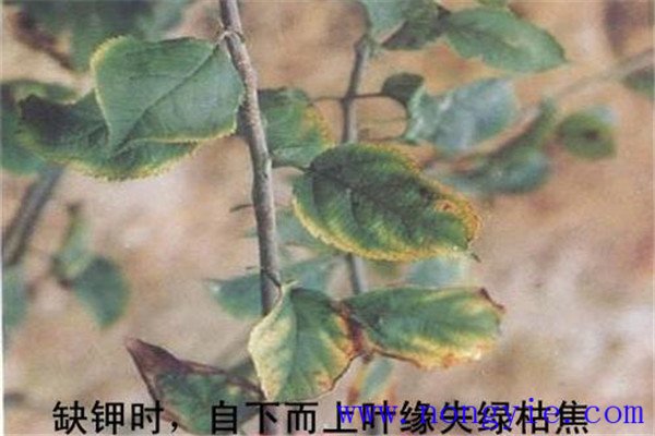 蘋果缺鉀會(huì)有什么癥狀