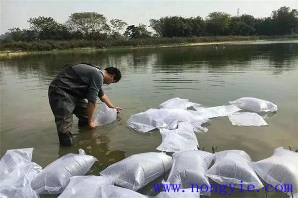 地區(qū)不同放養(yǎng)時(shí)間亦不同