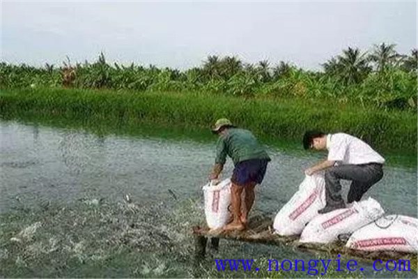 秋季魚(yú)池要注意預(yù)防疾病