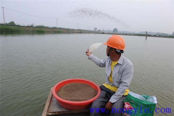 魚塘養(yǎng)魚對飼料的要求