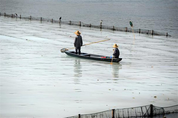 清除野雜魚，減少爭食者