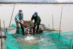 魚(yú)蝦鰍鱔蟹混養(yǎng)技術(shù)介紹