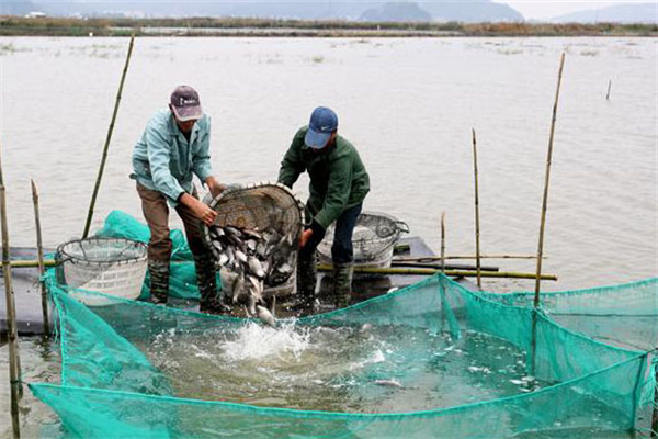 魚蝦鰍鱔蟹混養(yǎng)技術