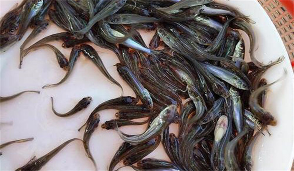 長吻鮠大規(guī)格一齡魚種