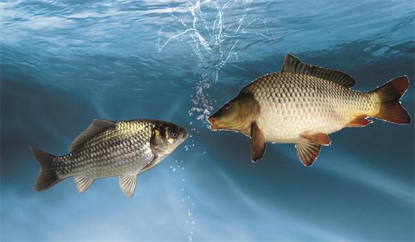 多巴鹽釣魚(yú)用法和用量