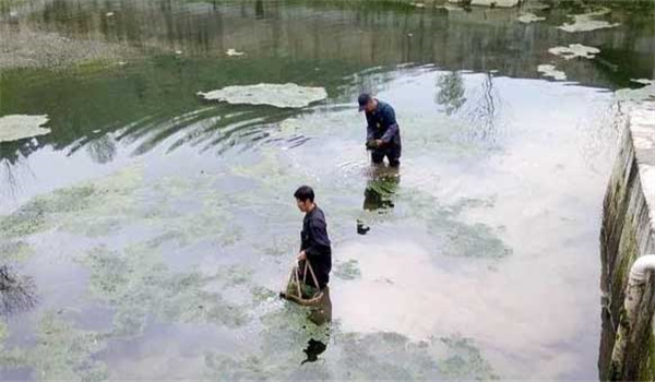 要重點防病害