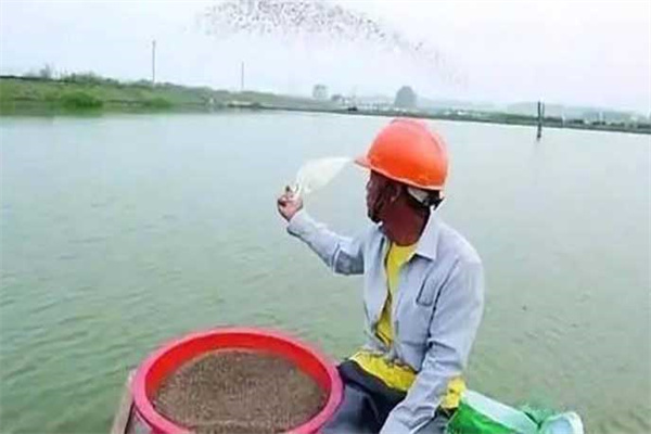 黃顙魚(yú)投喂飼料管理