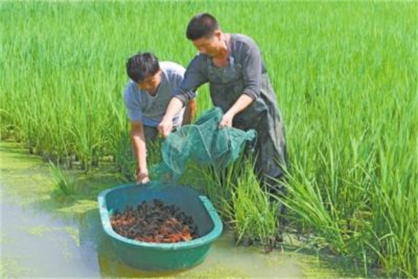 怎樣利用稻田養(yǎng)殖小龍蝦