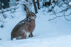 冬季野兔的活動規(guī)律，它冬天什么時候出來？