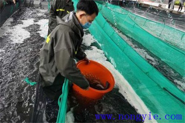 鰻魚(yú)配合飼料有什么質(zhì)量要求