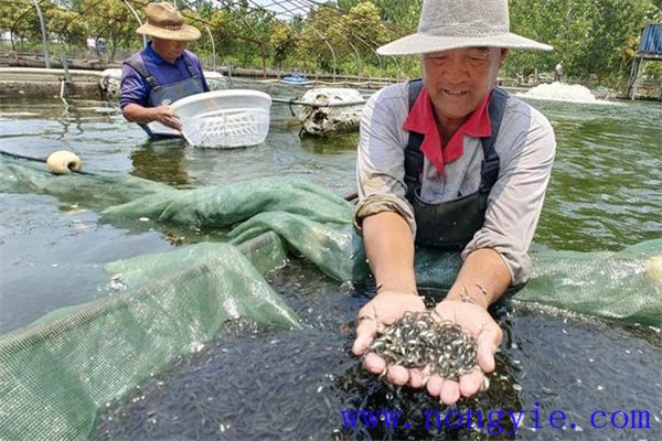 加州鱸魚(yú)夏花魚(yú)種飼養(yǎng)法