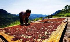 花椒采摘后怎樣晾曬？花椒晾干方法簡(jiǎn)介