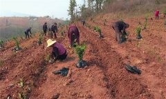 改造低產茶園主要有哪些技術措施？