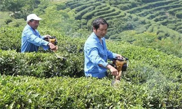 如何對壯年期茶樹進(jìn)行修剪