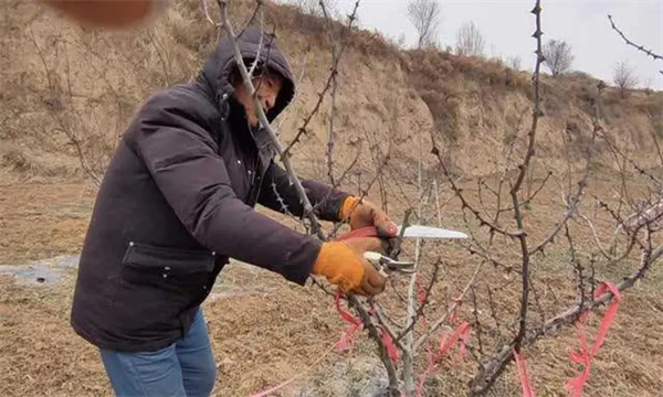 花椒樹(shù)整形修剪的目的