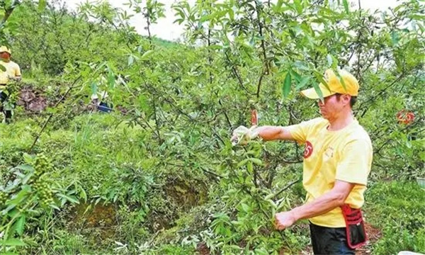 花椒樹(shù)的修剪方法