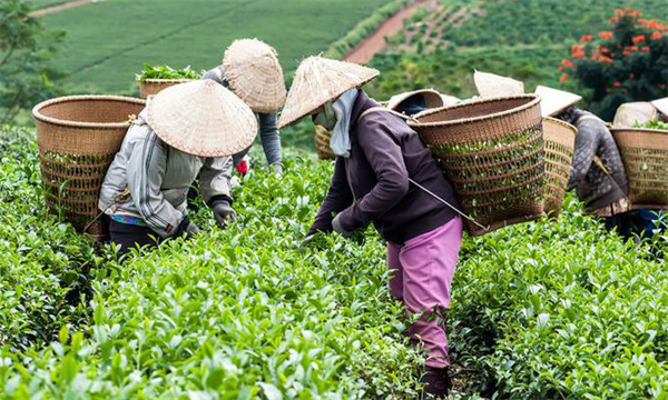 茶葉采摘標準