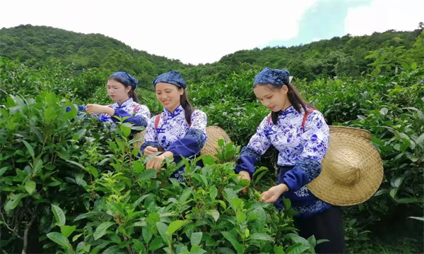 什么時(shí)間采摘茶葉為宜