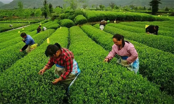 茶葉的采摘手法