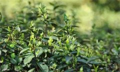 如何對(duì)茶樹(shù)越冬休眠期病蟲害進(jìn)行綠色防控？