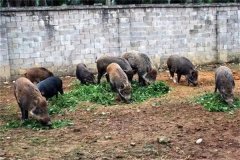 飼養(yǎng)野豬要注意哪些問題 野豬能與家豬雜交嗎？