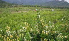 金銀花的產地有哪些？金銀花的功效與主治作用