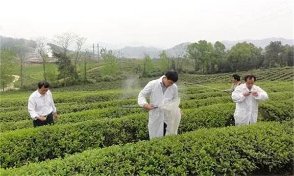 茶樹(shù)如何做到科學(xué)合理用藥