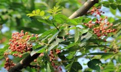 成年花椒樹如何管理？花椒樹管理技術(shù)要點(diǎn)