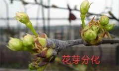 梨樹開花結(jié)果有什么特點(diǎn)？